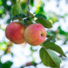 Ripe fresh apples on apple trees with green leaves